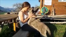 A Baby Donkey Likes To Get Cuddles As If He Were A Puppy
