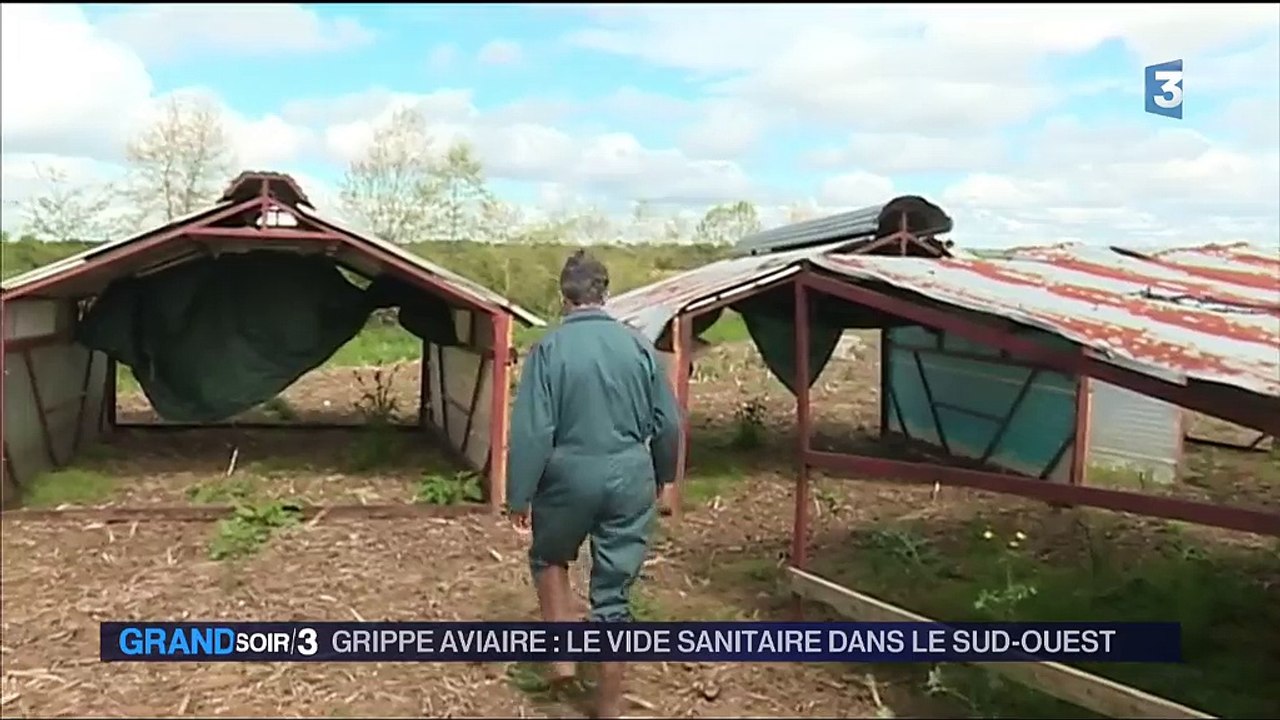 Grippe aviaire : vide sanitaire dans le Sud-Ouest