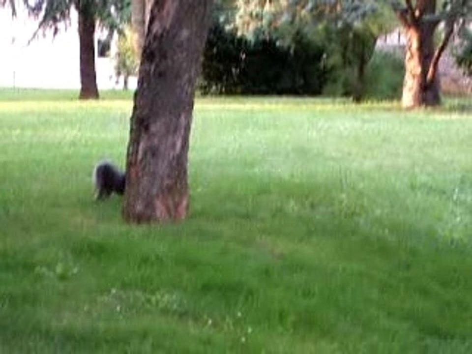 Amqui pommes de pin 2