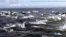 Captan estampida de delfines huyendo de las orcas