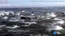 Captan estampida de delfines huyendo de las orcas
