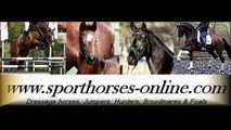 www.sporthorses-online.com  Grand Prix dressage schoolmaster for sale