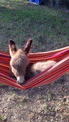 Rockabye Pistol Pete In The Hammock