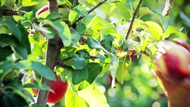 Zebra vs Horses (Americapox Part 2)