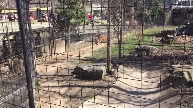 person climbs tiger fence at Zoo for a hat!