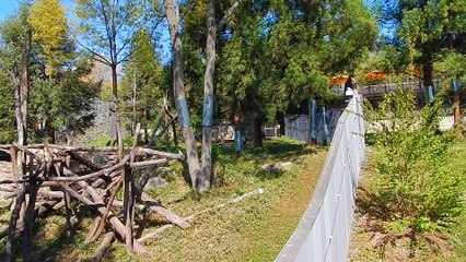 Panda Bear Mei Xiang pacing to get back in her den