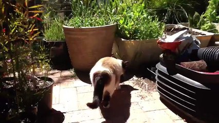 I FOUND GRUMPY CATS SISTER!!!!!!!!!!!!