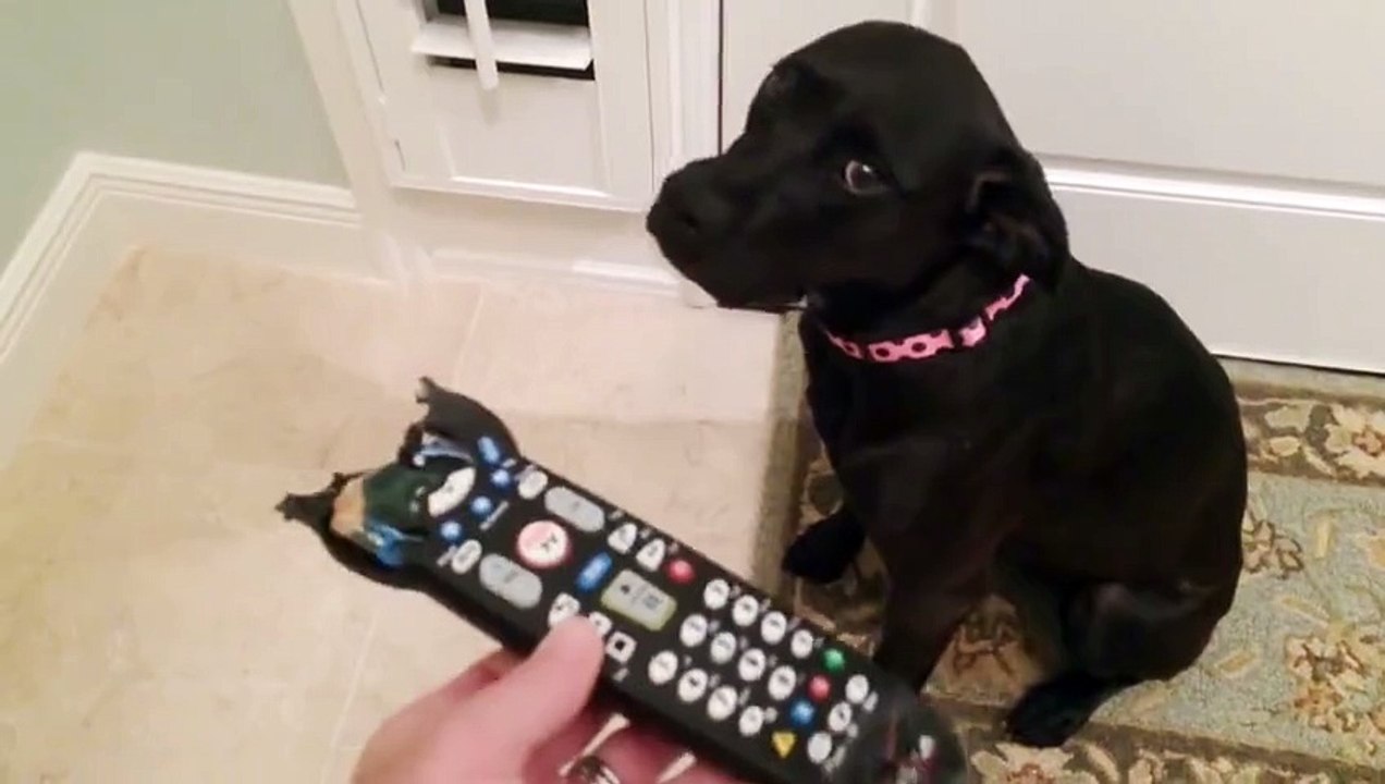 Compil tête de chiens coupables ! MDR !