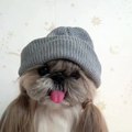 Le chien hipster prend son goûter !