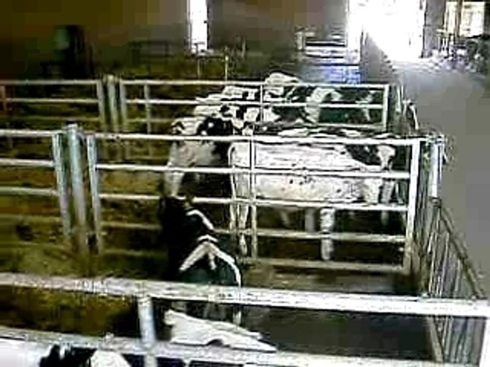 stabulation prim holstein