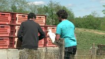 Grippe aviaire: dans le Gers, des éleveurs dans l'incertitude
