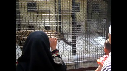 when i go to animal zoo i saw  a tiger movinf from one site to another site