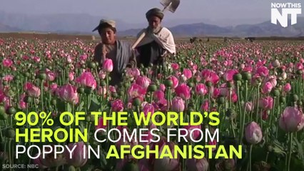 FB: America's Heroin Crisis Is Tied to Turmoil In Afghanistan