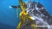 Heroes Release Enormous Leatherback Turtle Tangled in Kelp