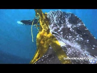 Heroes Release Enormous Leatherback Turtle Tangled in Kelp