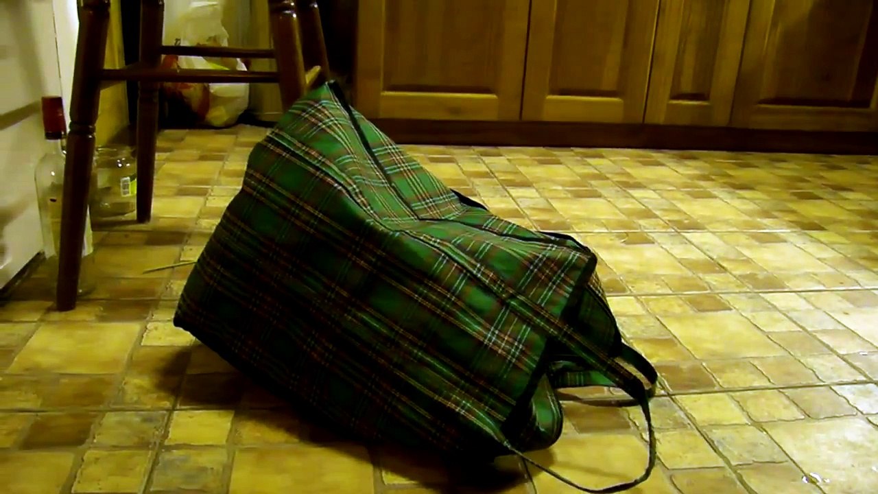 kočka Bengálská
