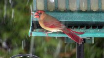 Cardinal rouge (Northern Cardinal) @ Montréal 17nov2014