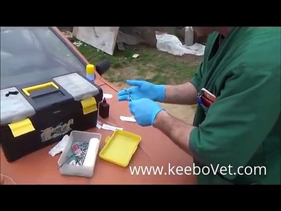 Flegmona (Big Abscess) In Cow, Surgical Solution See How Veterinarians Help