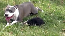 Pitbull vs 12 Week Old Morkie - Roc and Zumi Puppy Dog Playground DCTC