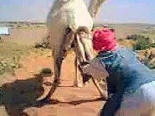 حيوانات أليفة