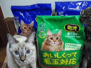 ニャニャ吉家の猫　スライドショー　2016