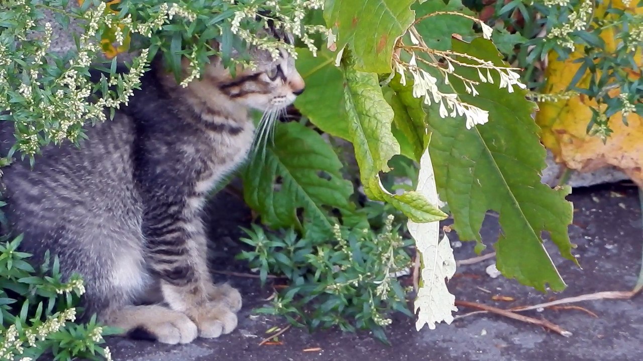 港仔猫と青年猫