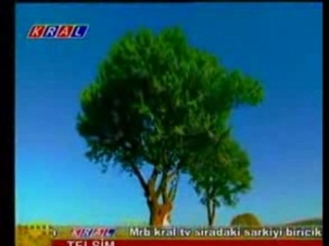 Zara Sarmasik Gulleri