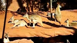Kangaroos @ Wildlife World