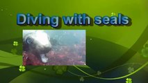 South Africa shark diving and seal diving
