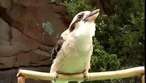 If you've never heard the Kookaburra bird before