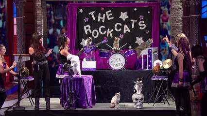 Le Rocher Des Chats De Votre Nouveau Groupe Préféré