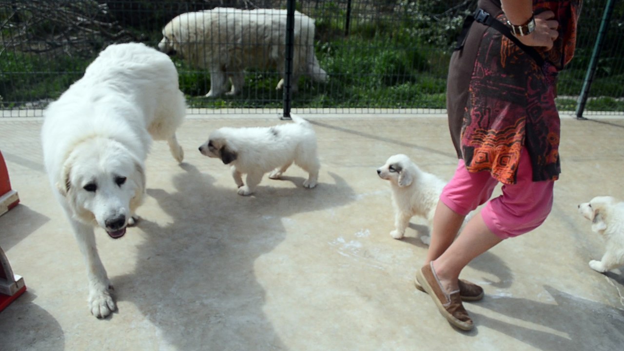 Chiots Montagne des Pyrénées LOF Patou de grande qualité nés le 20/02/2016
