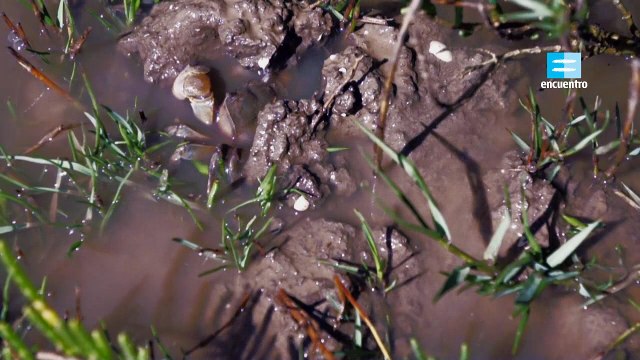 Atlántico Sur Estuario de Bahía Blanca documental completo latino