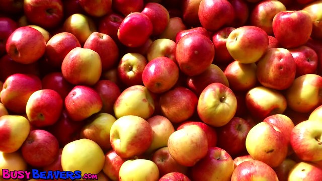 Apples Are Yummy - Learn Fruits & Vegetables, Kids Song for Babies & Toddlers