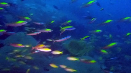 ダイビング in シミランクルーズ タイ 05　- Cruising Scuba diving in Similan, Thailand