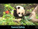 Panda mother and baby panda-Panda mama i baby panda