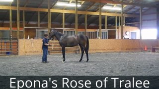 Epona's Rose of Tralee 2013 ISH filly