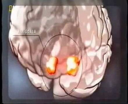 Cerebro adolescente: Riesgos (Amigdala y efecto observador)