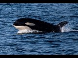 Pod of Dolphins Flee From Killer Whale Ambush