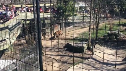Person jumping tiger fence at Toronto Zoo for a hat