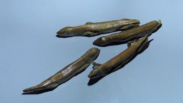 Mardana Taqat Barhaane Ke Lie Raig Mahi (Sand Fish) Ka Istemaal By Arshad