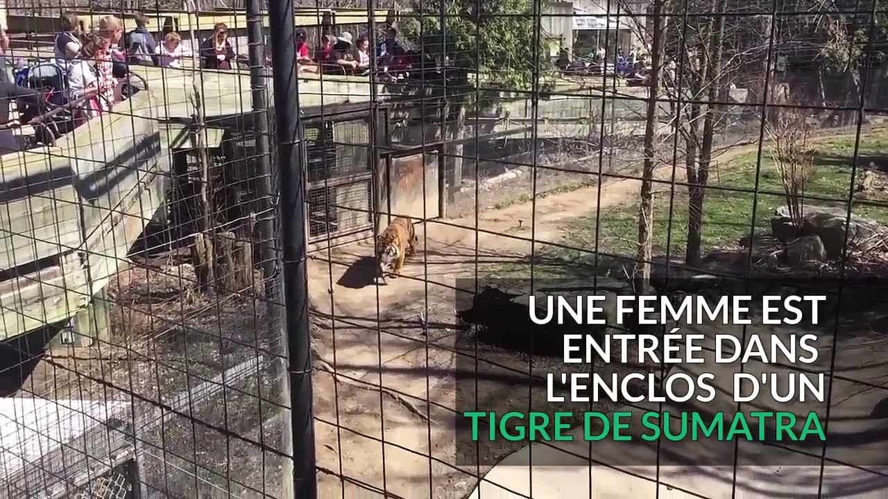 Inconsciente, elle descend dans la fosse du tigre