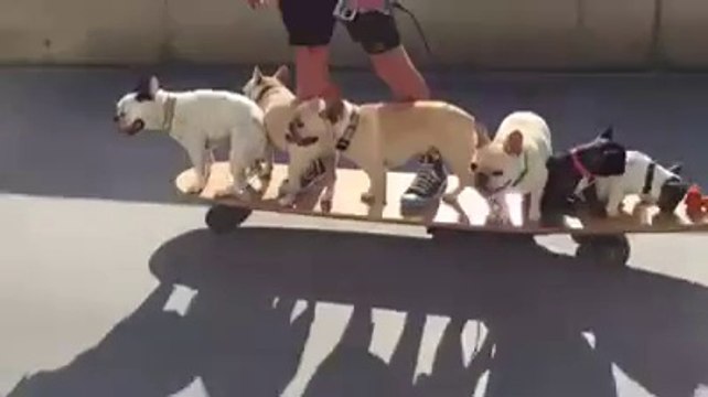 Dono leva seus 6 Cachorros em Cima do Skate