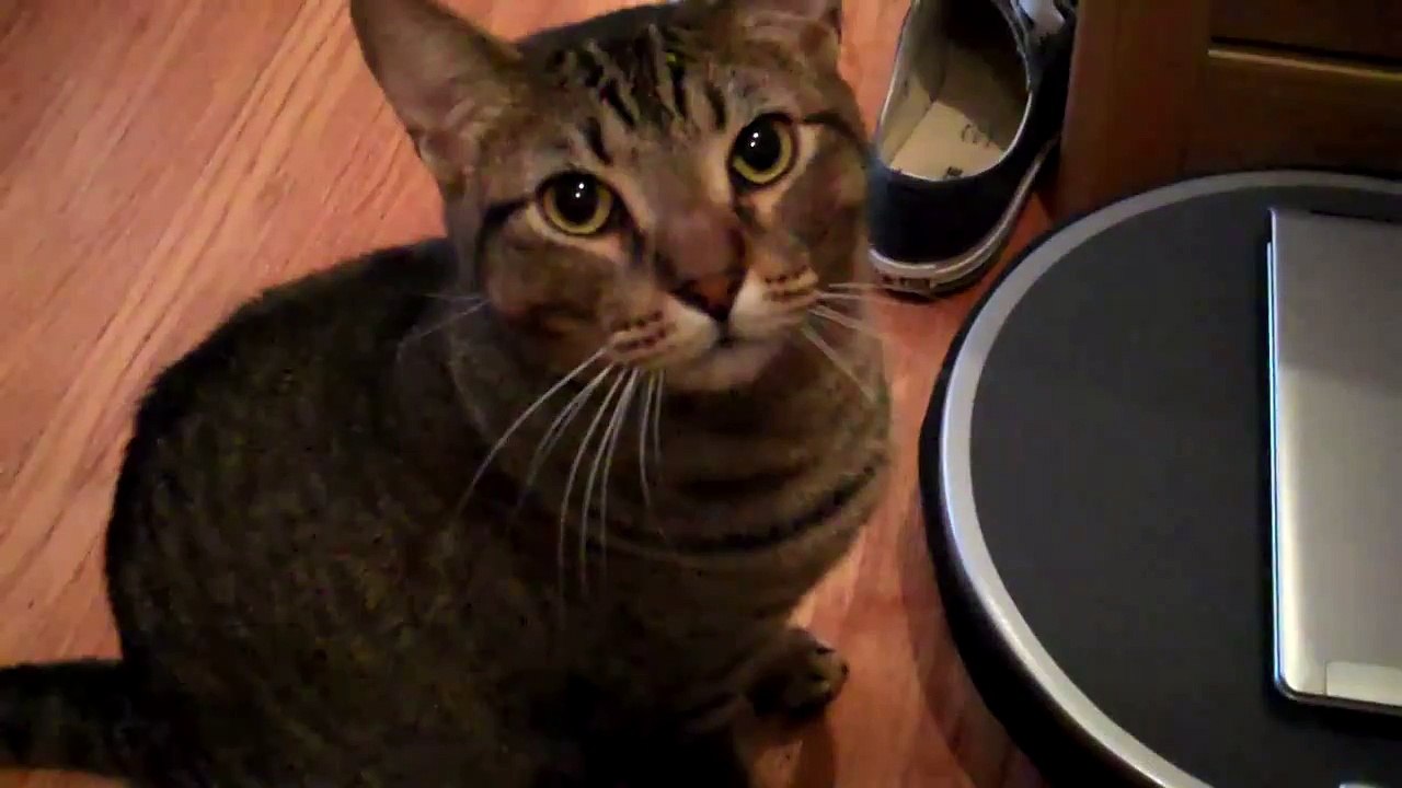Cat meows and yawns at the same time video Dailymotion
