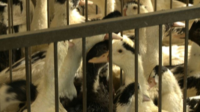 Grippe aviaire: dans le Gers, des éleveurs dans l'incertitude