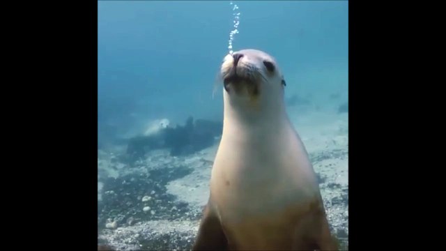 Une otarie s'amuse à faire des bulles sous l'eau