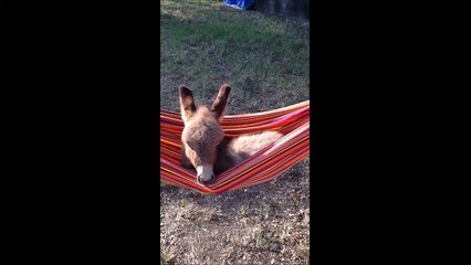 Ce petit âne kiffe son hamac et fait dodo