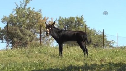 Eşinden Yadigar Eşeği Satılığa Çıkardı