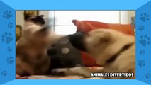 Animales Divertidos 2014 - Gatos DIvertidos - Gatitos Graciosos (Gatos vs Perros)