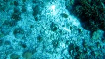Snorkeling in the Similan Islands: A Moray Eel